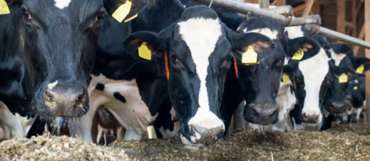 Optimiser l’apport des minéraux pour vos bovins